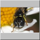 Lindenius albilabris - Grabwespe m001b 6mm - Sandgrube Niedringhaussee-det.jpg